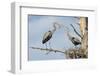 Nesting Great Blue Herons Passing Nest Material to Each Other-Sheila Haddad-Framed Photographic Print