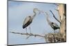 Nesting Great Blue Herons Passing Nest Material to Each Other-Sheila Haddad-Mounted Photographic Print