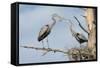 Nesting Great Blue Herons Passing Nest Material to Each Other-Sheila Haddad-Framed Stretched Canvas