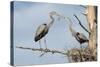 Nesting Great Blue Herons Passing Nest Material to Each Other-Sheila Haddad-Stretched Canvas