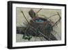 Nesting II-John Butler-Framed Art Print