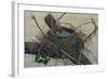 Nesting II-John Butler-Framed Art Print