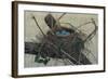 Nesting II-John Butler-Framed Art Print