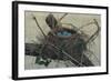 Nesting II-John Butler-Framed Art Print