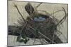 Nesting II-John Butler-Mounted Premium Giclee Print