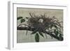 Nesting III-John Butler-Framed Premium Giclee Print