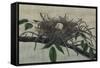 Nesting III-John Butler-Framed Stretched Canvas