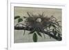 Nesting III-John Butler-Framed Art Print