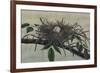 Nesting III-John Butler-Framed Art Print