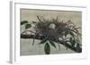 Nesting III-John Butler-Framed Art Print