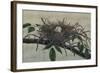 Nesting III-John Butler-Framed Art Print