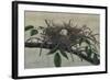 Nesting III-John Butler-Framed Art Print