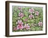 Nesting in Clematis-Pat Scott-Framed Giclee Print