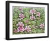 Nesting in Clematis-Pat Scott-Framed Giclee Print