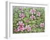 Nesting in Clematis-Pat Scott-Framed Giclee Print