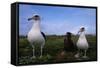 Nesting Pair Laysan Albatross Standing with a Chick-W. Perry Conway-Framed Stretched Canvas