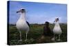Nesting Pair Laysan Albatross Standing with a Chick-W. Perry Conway-Stretched Canvas