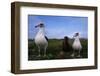 Nesting Pair Laysan Albatross Standing with a Chick-W. Perry Conway-Framed Photographic Print