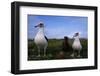 Nesting Pair Laysan Albatross Standing with a Chick-W. Perry Conway-Framed Photographic Print