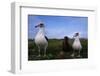 Nesting Pair Laysan Albatross Standing with a Chick-W. Perry Conway-Framed Photographic Print