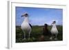 Nesting Pair Laysan Albatross Standing with a Chick-W. Perry Conway-Framed Photographic Print