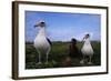 Nesting Pair Laysan Albatross Standing with a Chick-W. Perry Conway-Framed Photographic Print