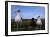 Nesting Pair Laysan Albatross Standing with a Chick-W. Perry Conway-Framed Photographic Print