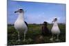 Nesting Pair Laysan Albatross Standing with a Chick-W. Perry Conway-Mounted Photographic Print