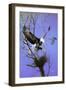 Nesting Place-Spencer Williams-Framed Giclee Print