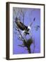 Nesting Place-Spencer Williams-Framed Giclee Print