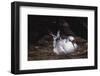 Nesting Red-Tailed Tropicbird-W. Perry Conway-Framed Photographic Print