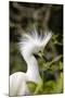 Nesting Snowy Egrets on Alcatraz Island, San Francisco, California, Usa-Chuck Haney-Mounted Photographic Print