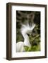 Nesting Snowy Egrets on Alcatraz Island, San Francisco, California, Usa-Chuck Haney-Framed Photographic Print