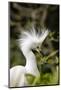 Nesting Snowy Egrets on Alcatraz Island, San Francisco, California, Usa-Chuck Haney-Mounted Photographic Print