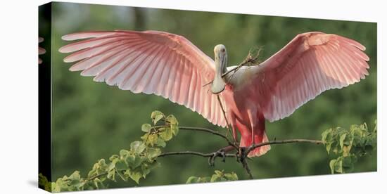 Nesting Spoonbill-Wink Gaines-Stretched Canvas