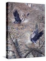 Nesting Time - Great Blue Herons-Jeff Tift-Stretched Canvas