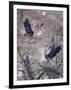 Nesting Time - Great Blue Herons-Jeff Tift-Framed Giclee Print