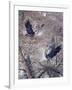 Nesting Time - Great Blue Herons-Jeff Tift-Framed Giclee Print