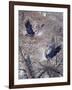 Nesting Time - Great Blue Herons-Jeff Tift-Framed Giclee Print