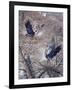 Nesting Time - Great Blue Herons-Jeff Tift-Framed Giclee Print