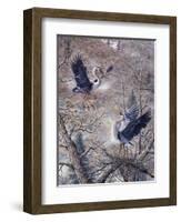 Nesting Time - Great Blue Herons-Jeff Tift-Framed Giclee Print