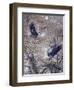 Nesting Time - Great Blue Herons-Jeff Tift-Framed Giclee Print