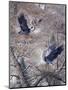 Nesting Time - Great Blue Herons-Jeff Tift-Mounted Giclee Print