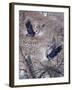 Nesting Time - Great Blue Herons-Jeff Tift-Framed Giclee Print