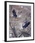 Nesting Time - Great Blue Herons-Jeff Tift-Framed Giclee Print