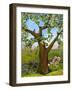 Nesting Tree-Blenda Tyvoll-Framed Giclee Print