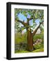 Nesting Tree-Blenda Tyvoll-Framed Giclee Print