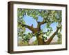 Nesting-Blenda Tyvoll-Framed Art Print