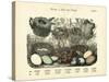 Nests and Eggs, C.1860-null-Stretched Canvas
