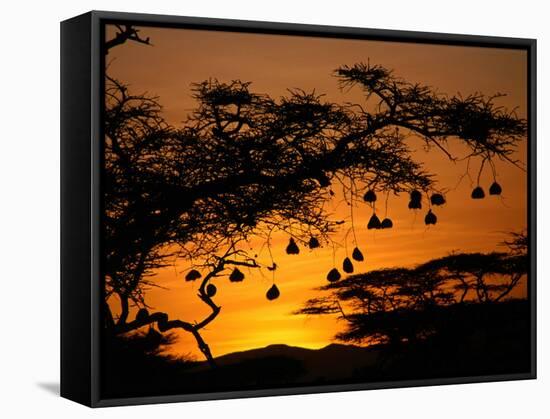 Nests of Spectacled Weaver Hanging from Acacia Trees, Buffalo Springs National Reserve, Kenya-Mitch Reardon-Framed Stretched Canvas